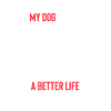 Bolognese dog