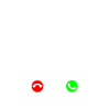 Border Collie Chien