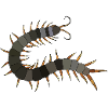 Hundertfüßer