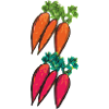 Carrot varieties