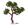 Chestnut tree tree forest