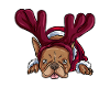 French Bulldog Dog