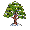 Oak Tree Forest