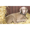 Weimaraner im Stroh "Delta"