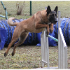 Mateo Agility