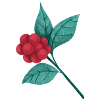 Branch with red berries
