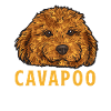 Cavapoo Cavoodle Capoodle Dog