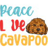 Cavapoo Cavoodle Capoodle Dog