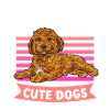 Cavapoo Cavoodle Capoodle Dog