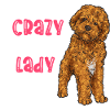 Cavapoo Cavoodle Capoodle Dog