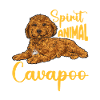 Cavapoo Cavoodle Capoodle Dog