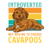 Cavapoo Cavoodle Capoodle Dog