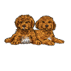 Cavapoo Cavoodle Capoodle Dog