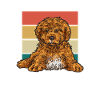 Cavapoo Cavoodle Capoodle Dog