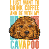 Cavapoo Cavoodle Capoodle Hund