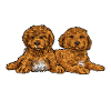 Cavapoo Cavoodle Capoodle Dog