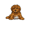 Cavapoo Cavoodle Capoodle Dog
