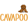 Cavapoo Cavoodle Capoodle Dog
