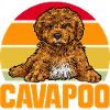 Cavapoo Cavoodle Capoodle Dog