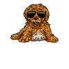 Cavapoo Cavoodle Capoodle Dog