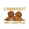 Cavapoo Cavoodle Capoodle Chien