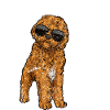 Cavapoo Cavoodle Capoodle Dog