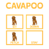 Cavapoo Cavoodle Capoodle Dog