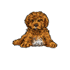 Cavapoo Cavoodle Capoodle Dog