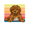 Cavapoo Cavoodle Capoodle Dog