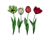Tulips Tulips