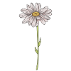 Meadow Flower Marguerite / Daisies