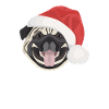 Pug Merry Christmas