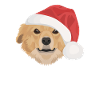 Nova Scotia Retriever Merry Christmas