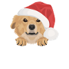 Nova Scotia Retriever Merry Christmas
