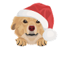 Nova Scotia Retriever Merry Christmas