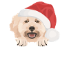 Caniche Joyeux Noël