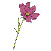 Wildflower pink / pink cosmos flower