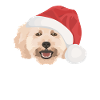 Caniche Joyeux Noël