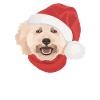 Caniche Joyeux Noël