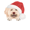Caniche Joyeux Noël