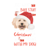 Caniche Joyeux Noël