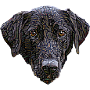 Black Labrador Retriever Face