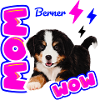 Bouvier bernois