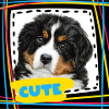 Chiot Bouvier Bernois