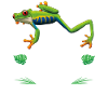 FrogTastic - Rotäugige Laubfroschmutter