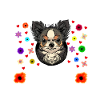 Chihuahua Mama Chihuahua dog