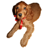 Doggy