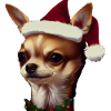Chihuahua Christmas - Chihuahua