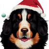 Noël du Bouvier Bernois