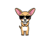 Chiweenie Dog